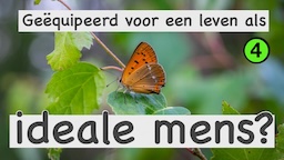 vlinder